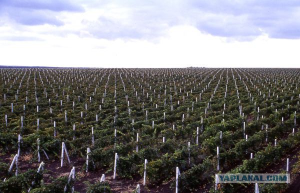 Вулканические виноградники острова Лансароте