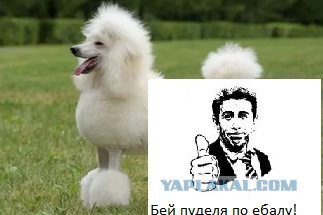 Жительницу Подмосковья ударили шокером из-за пуделя