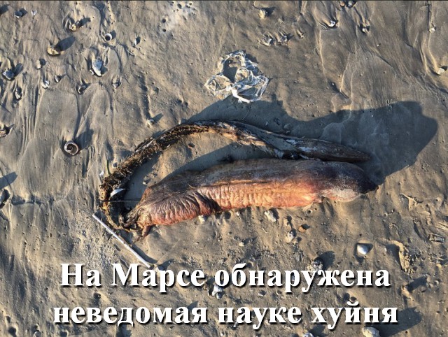 Ураган Харви вынес на пляж в Техасе "морское чудовище"