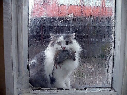 Коты и Кошки