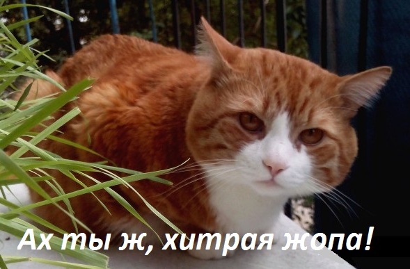 Котовторник  05.12.2017