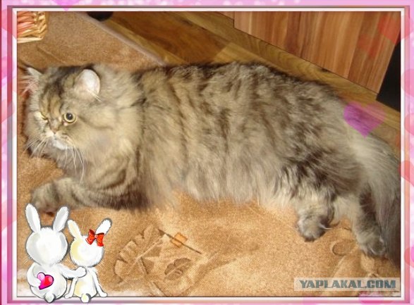 История о том, как мы не смогли отрезать коту …