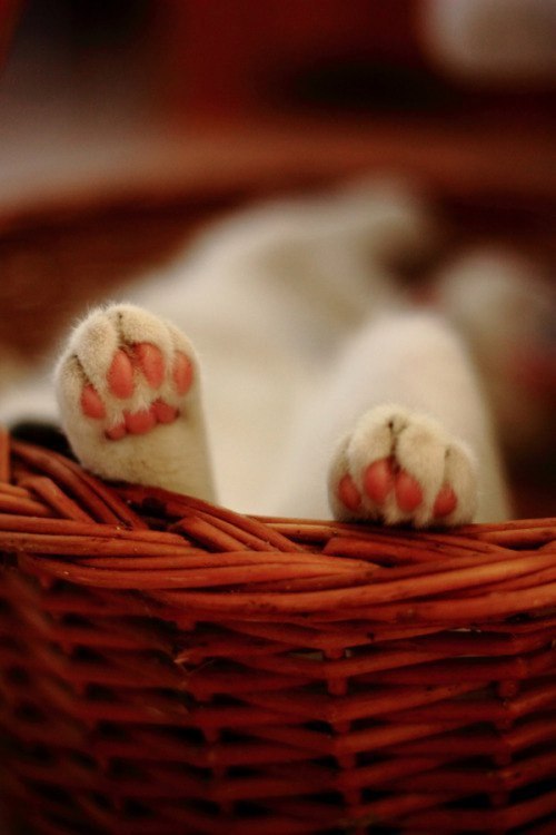 Немного милоты