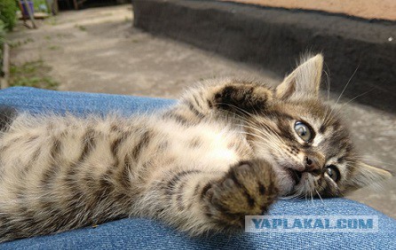 Котовторник 26.06.2018