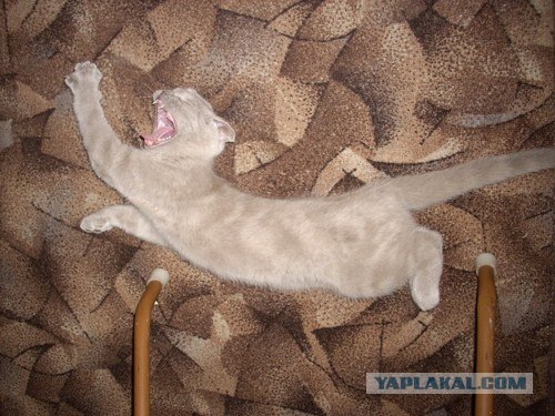 Котовторник на ЯПлакалъ (20.05.08), прикольные коты, добавляем свои!