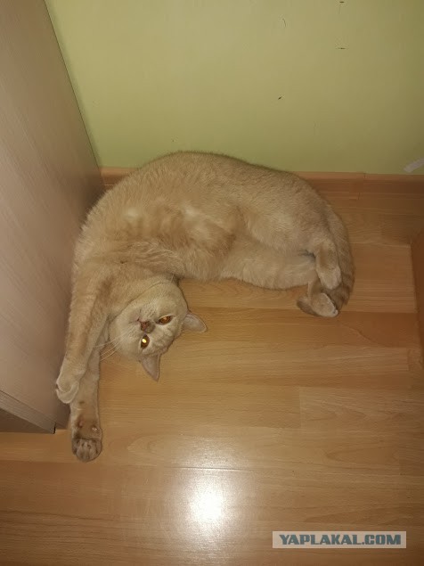 Давай заведем кота