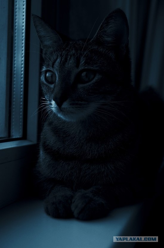 Котовторник на ЯПлакалъ