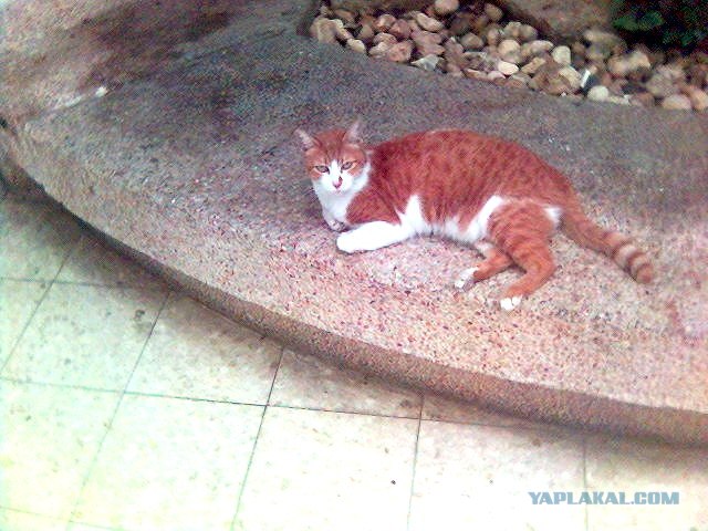 Котовторник в ЯПонии (58 фот)
