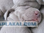 Самые красивые собаки, ТОП-10