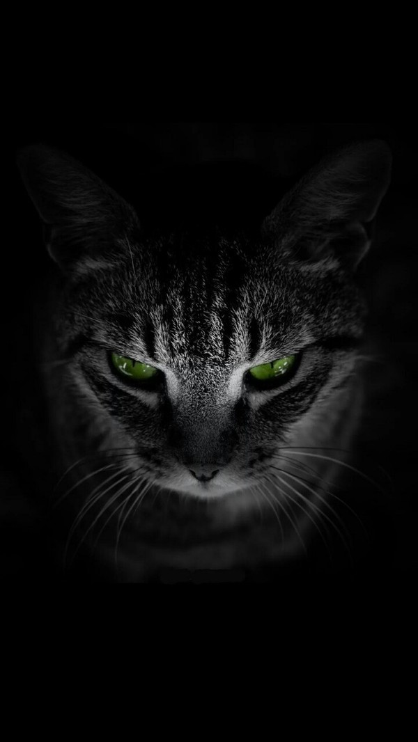 Прикольных котов пост