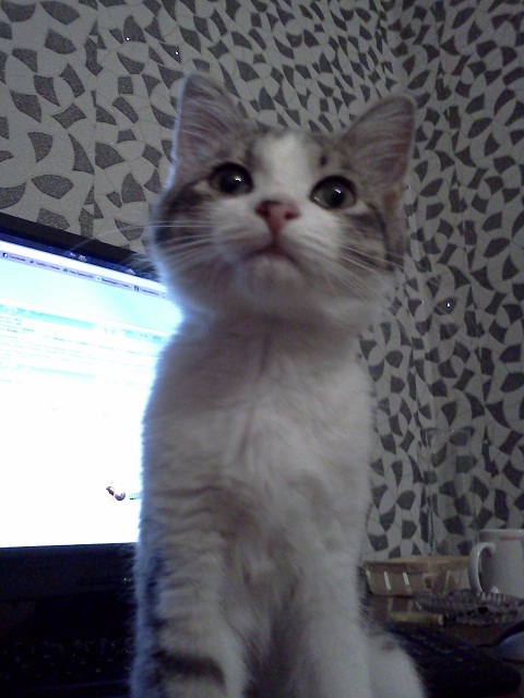 Котовторник 22.05.2012