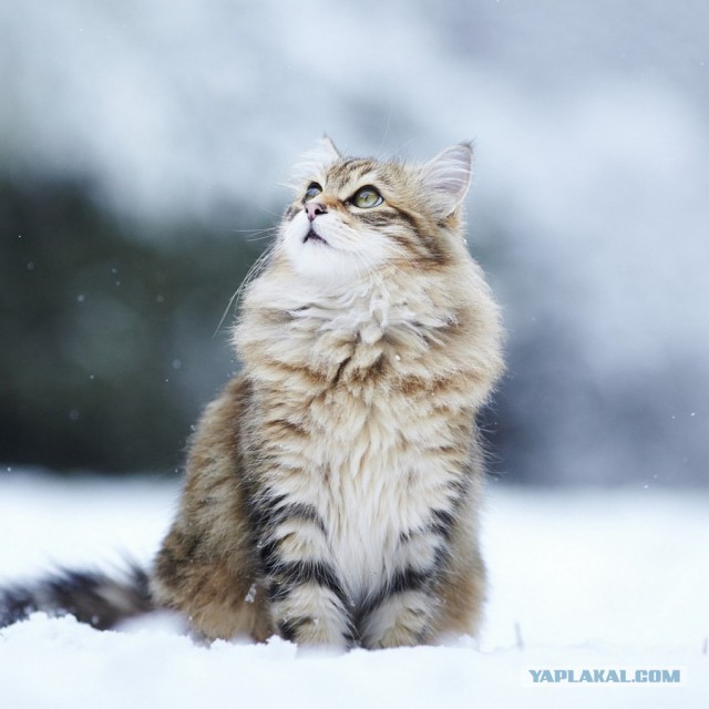 Зимние коты