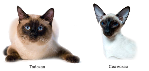 Гид по породам кошек, благодаря которому вы точно научитесь их различать
