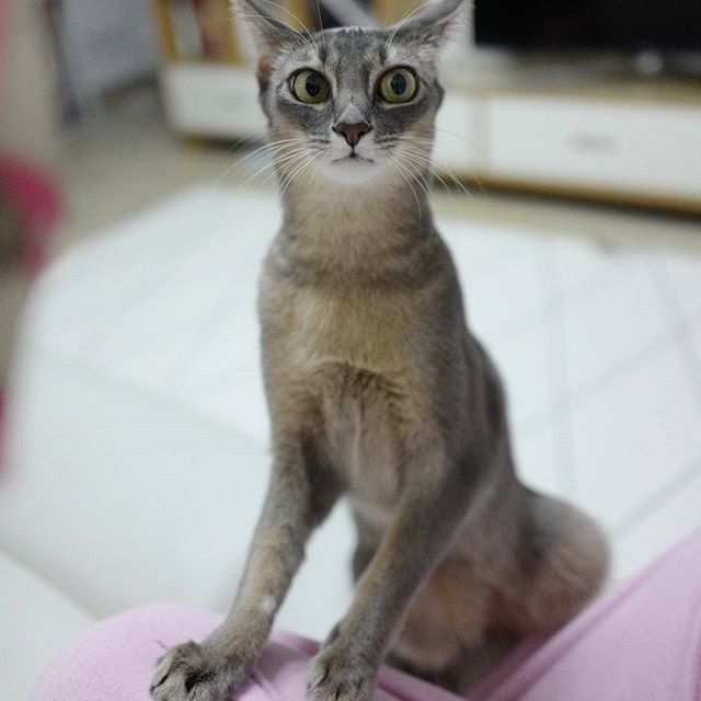 Забавные фото котеек