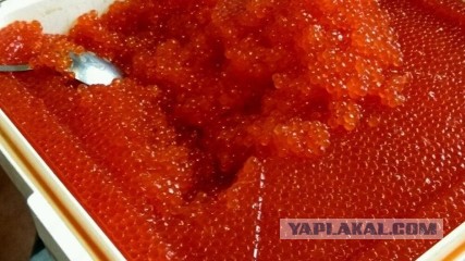 В Норвегии испугались «русских лососей»