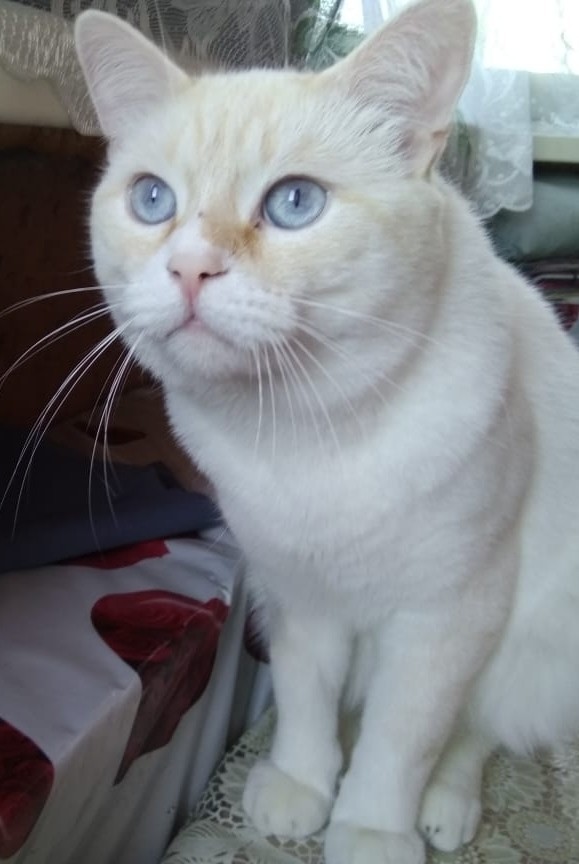 Коты, которые нас порадовали!
