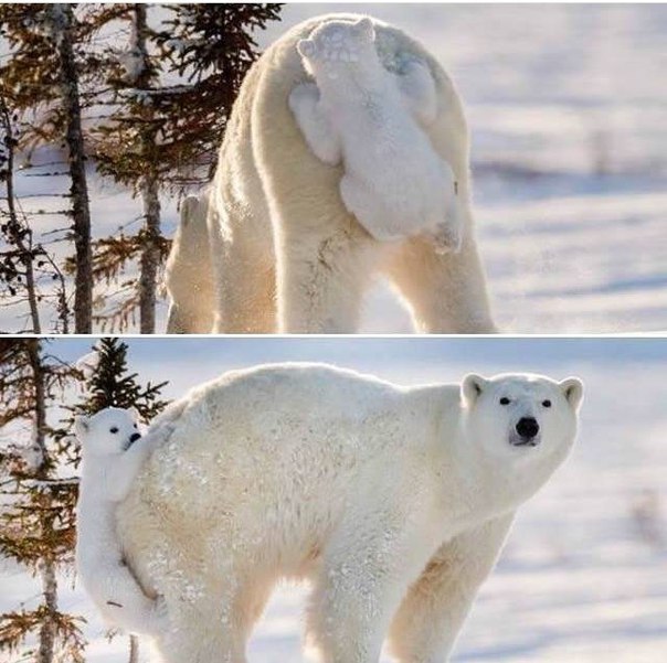 Забавные животные