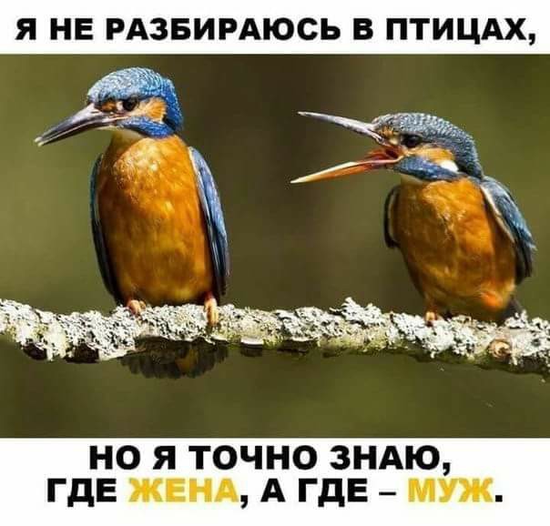 Не шутите с птицами!