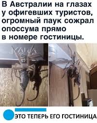 В Австралии огромный крокодил выполз на пляж и съел двух акул