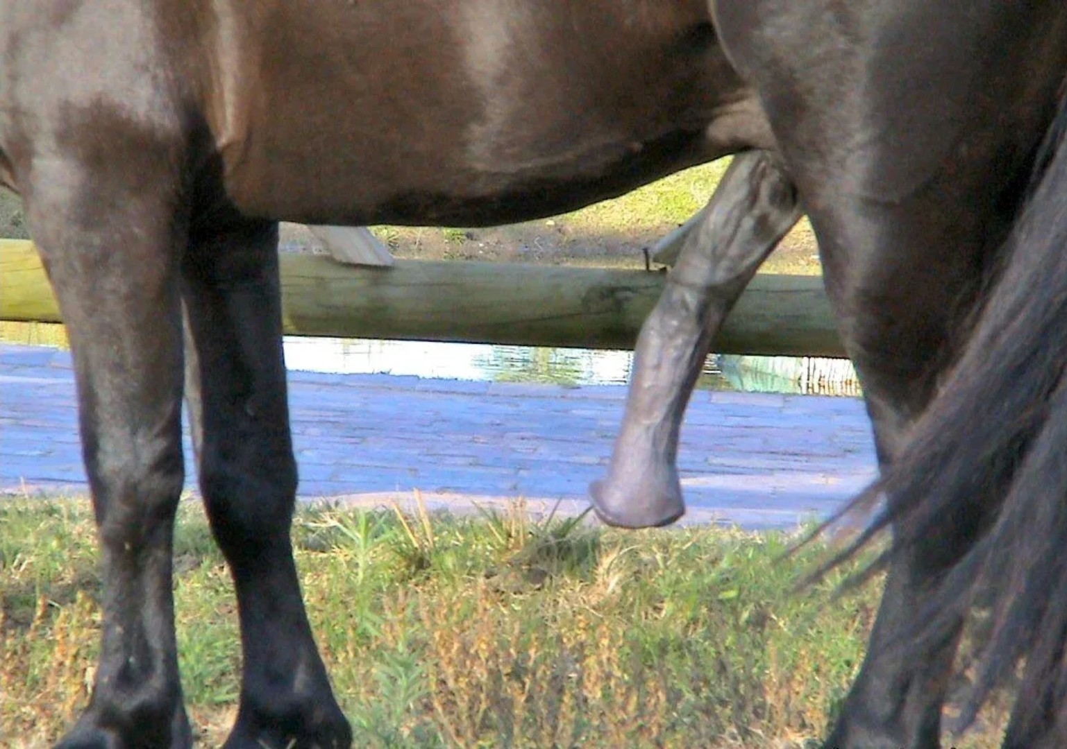 огромный член коня животных фото 108