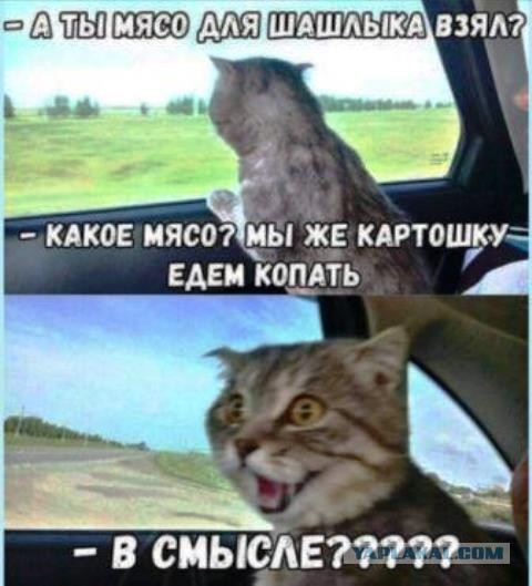 Девушки котовторника