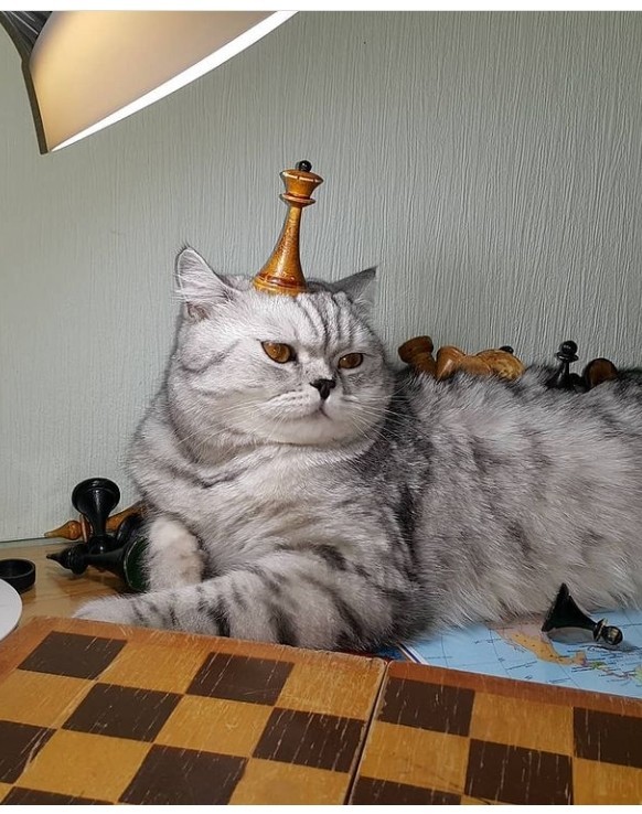 Господа и дамы ЯПа! Котовторник у нас начался! Отойдите от политоты и давайте котиков побольше!