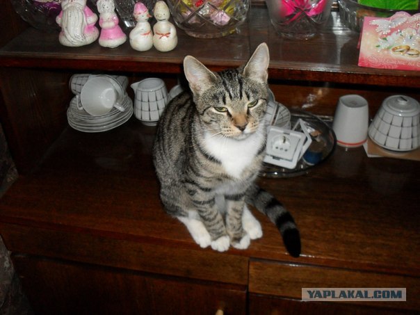 Отдам кошку в хорошие руки