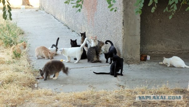 Котовторник 16.04.2013