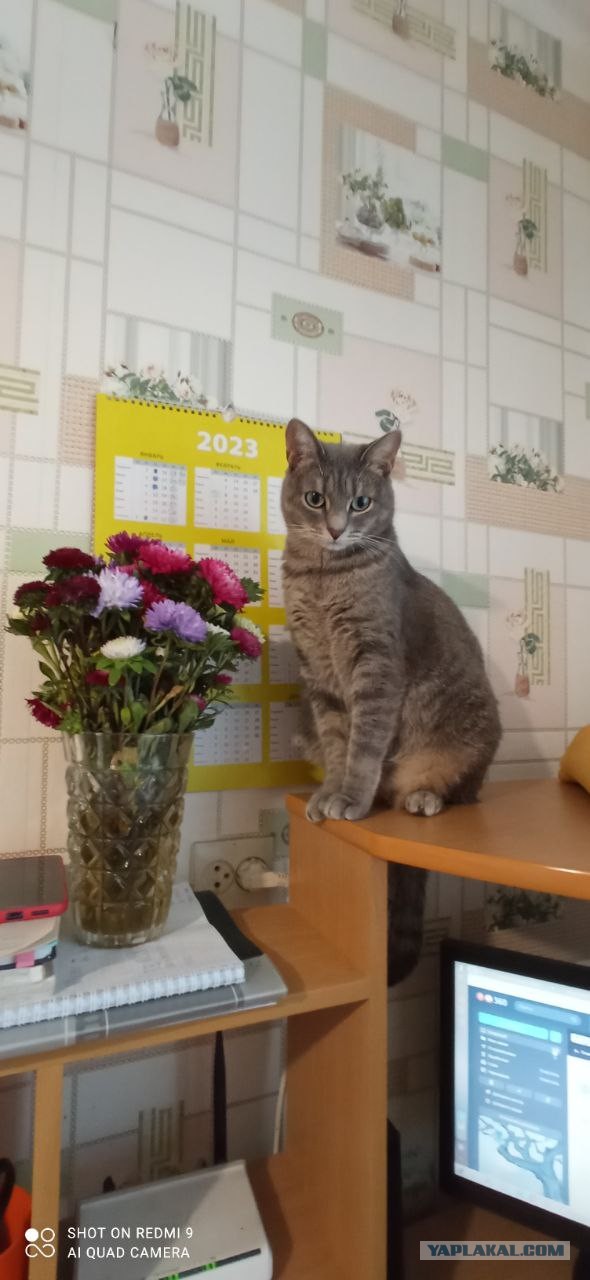 Ненужный кот
