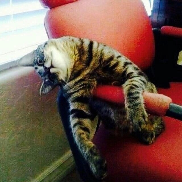 Котовтоник в картинках