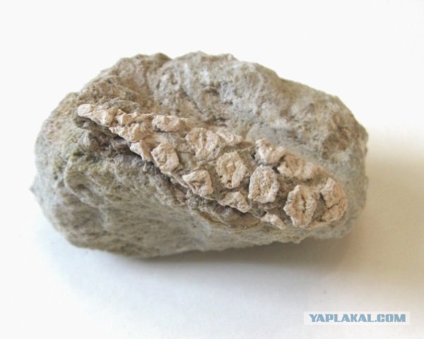 История мира у нас под ногами