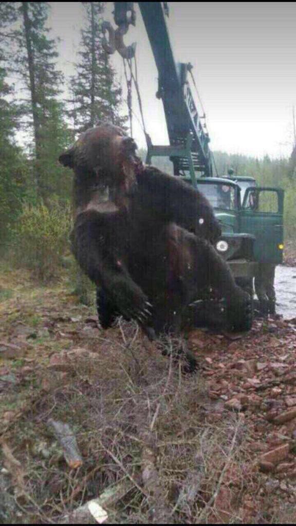 Медведь напал на двух вахтовиков