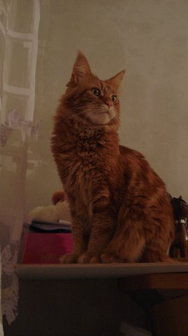 Немного о  Мейн Куне.