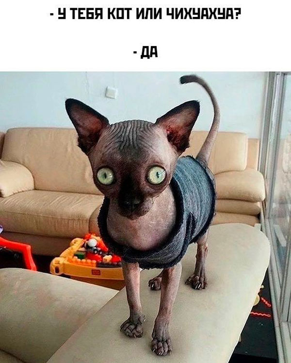 К котовторнику: подборка картинок-баянов с котиками и про котиков. Выпуск 17