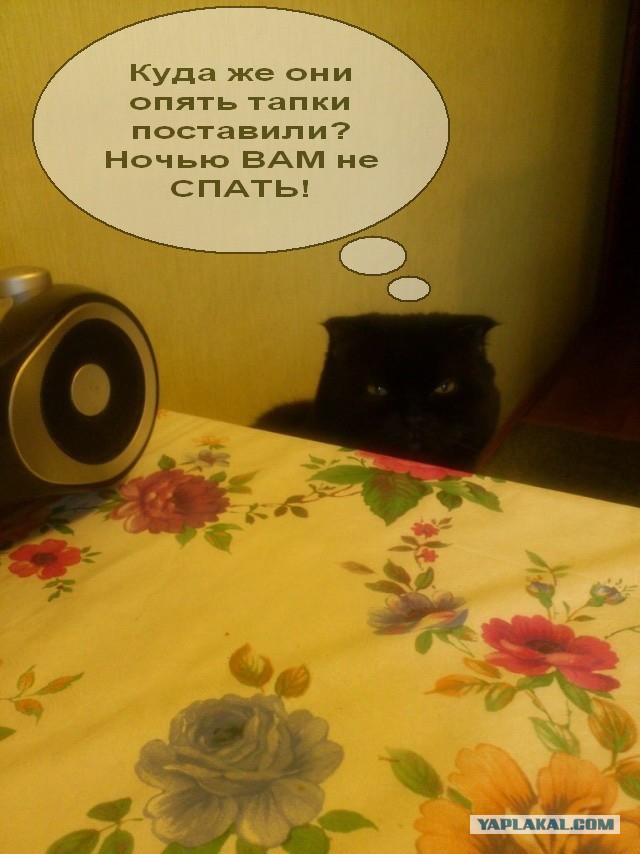 Злобный кот