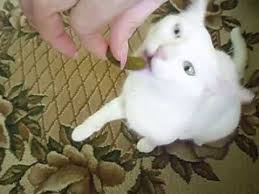 Кот и кукуруза