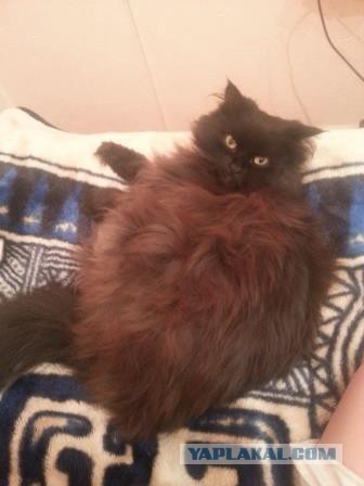 Котовторник 25.02.2014