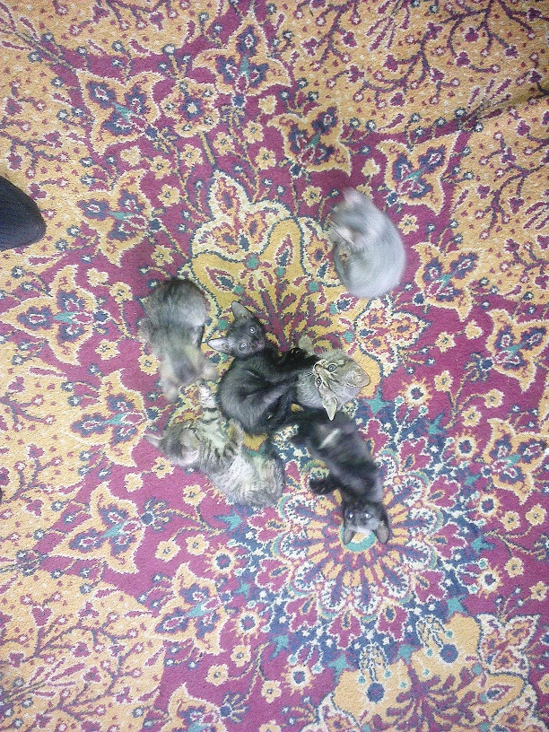 Котовторник 18.03.2014
