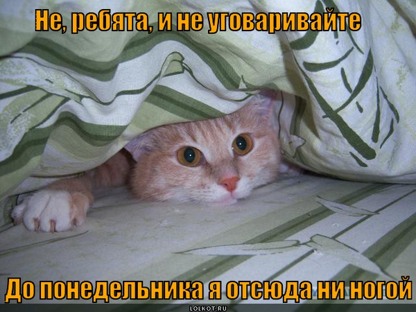 Хоть и не Котовторник.