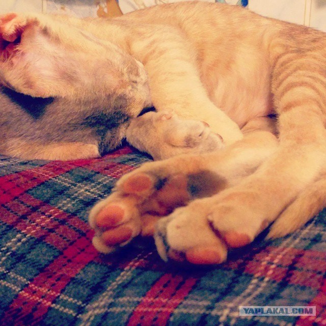 Котовторник