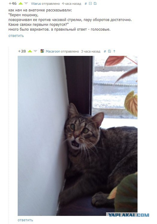 Настало время серьезного разговора с котом