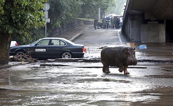Звери в городе. Наводнение в Тбилиси