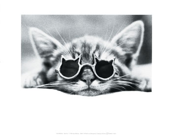Коты, кошки, котята