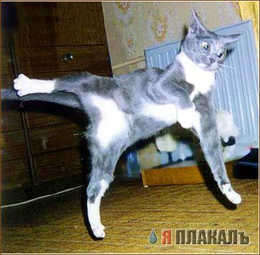 Коты, кошки, котята