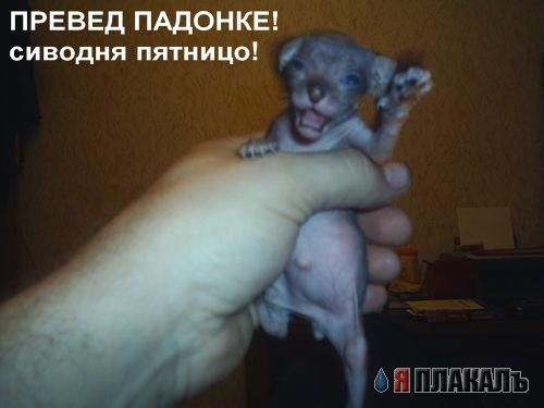 Превед медвед!