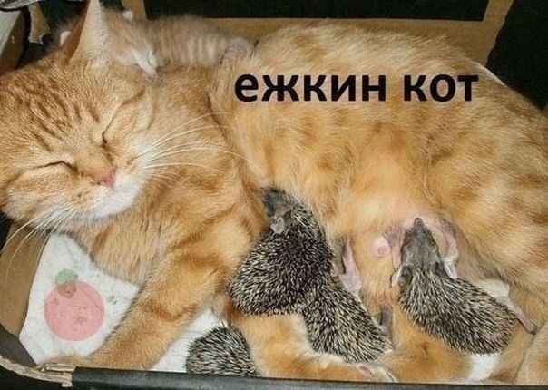 Злые шутки или минутка сарказма на ЯП-е, 16+