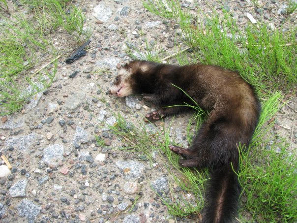 Сбил мишку на трассе