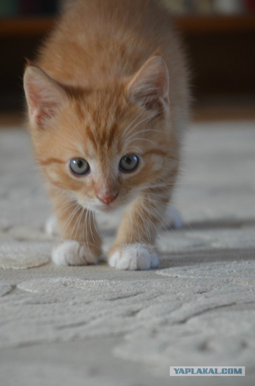Котовторник - начало
