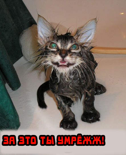 Вторник! Кашаки!