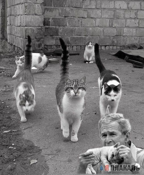 Фотожаба: Джорж Буш кошкоед